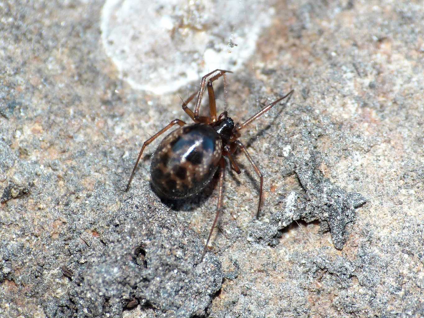 Femmina di Linyphiidae - Caffarella (RM)